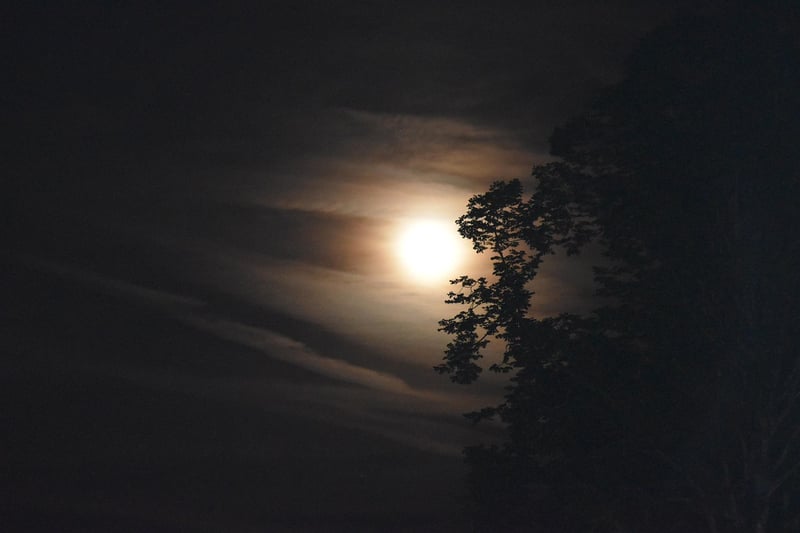 Moonlit Gardens